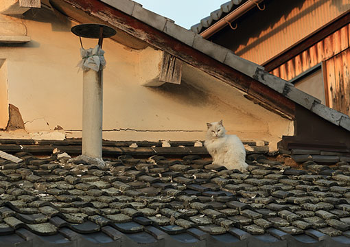 不審者や動物が空き家に住みついた